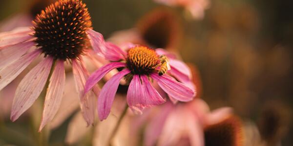 honey bee on a pink flower.