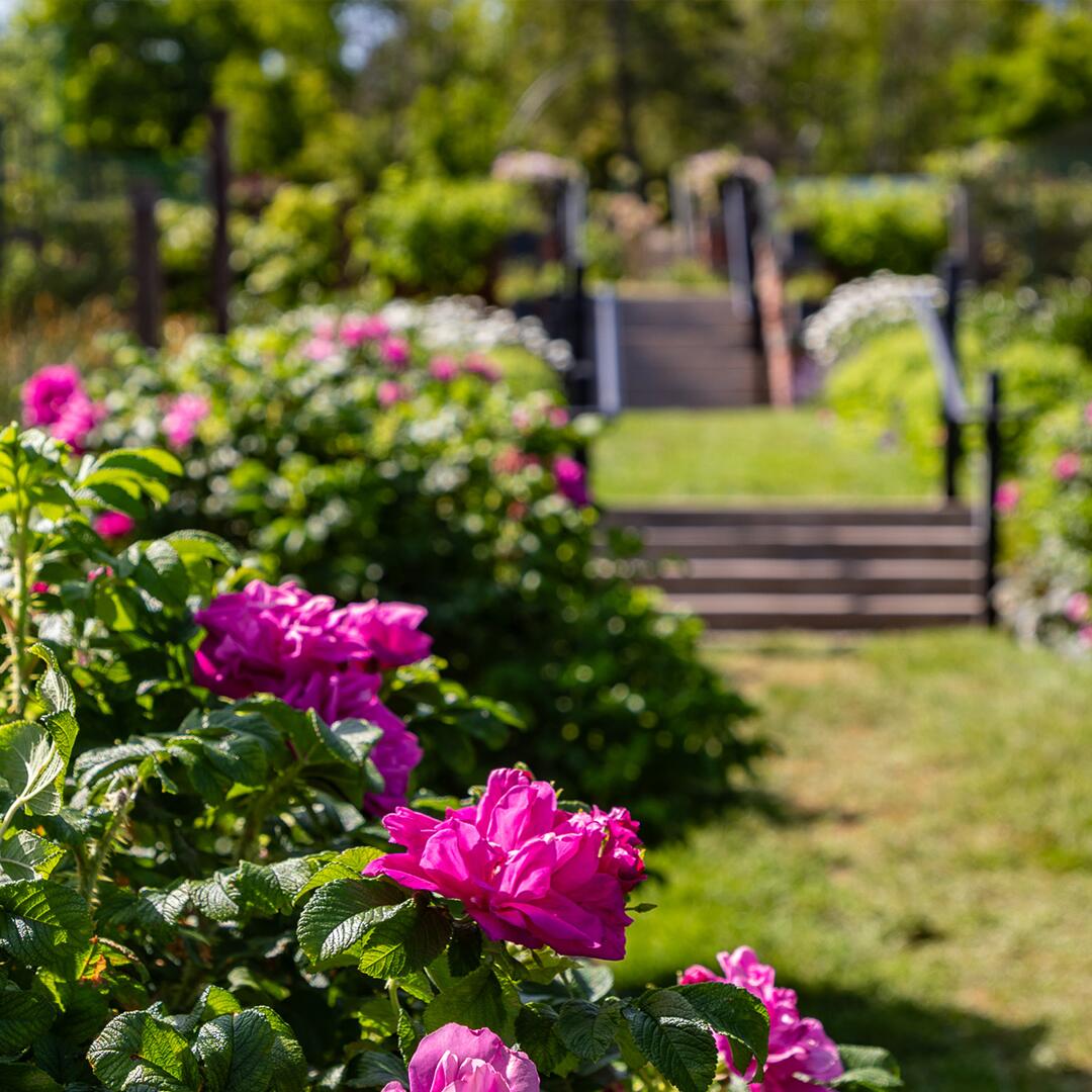 pink flower bushes with grass and stairs in the background.