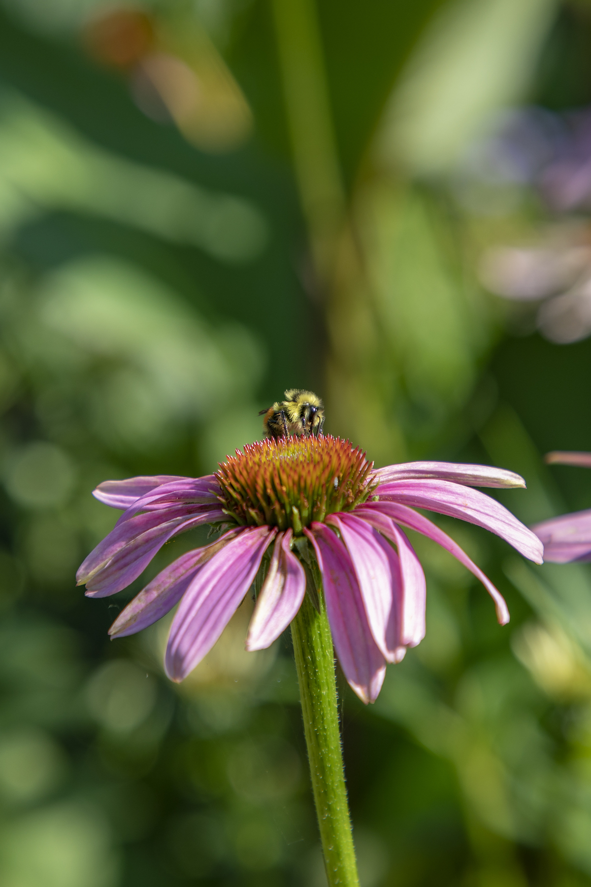 Bee landing on a pink flower