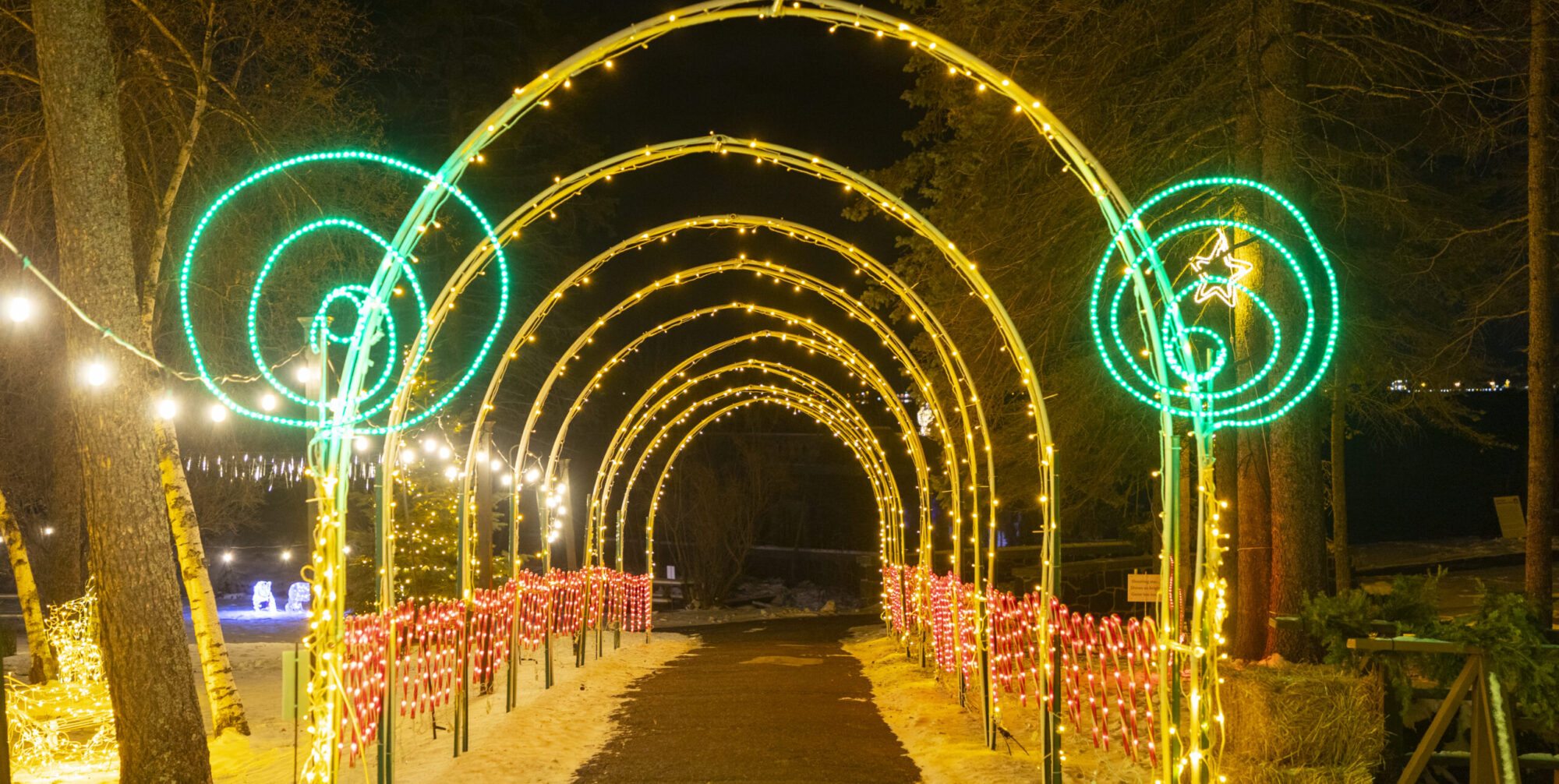 A tunnel of white and green lights surrounds a walkway outdoors with candy canes lining either side of the path.